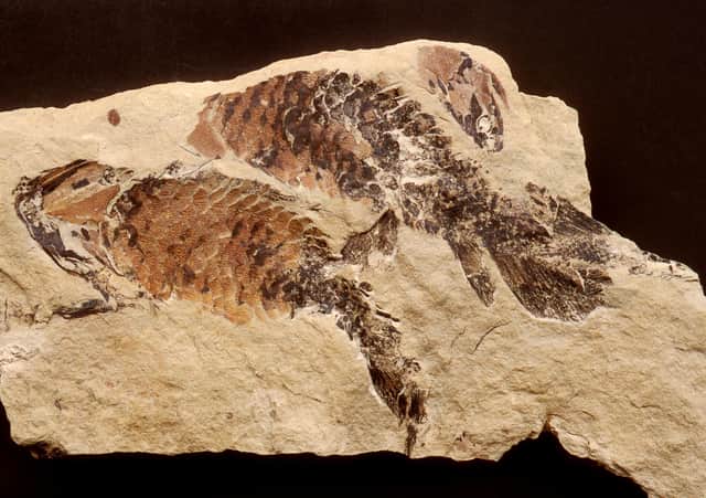 The Upper Devonian fish Holoptychius from Dura Den, Fife is among Scotland's fossil collection which has been collated for the first time. © Perth Museum & Art Gallery, Perth & Kinross Council.