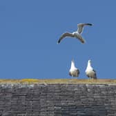 ​The council’s message is to help discourage gulls from nesting in towns and villages