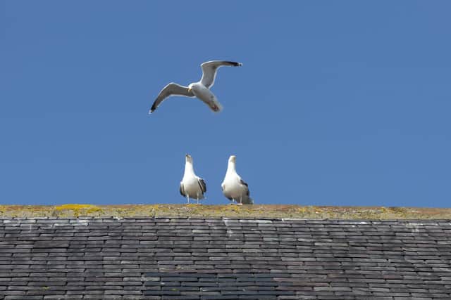 The council’s message is to help discourage gulls from nesting in towns and villages
