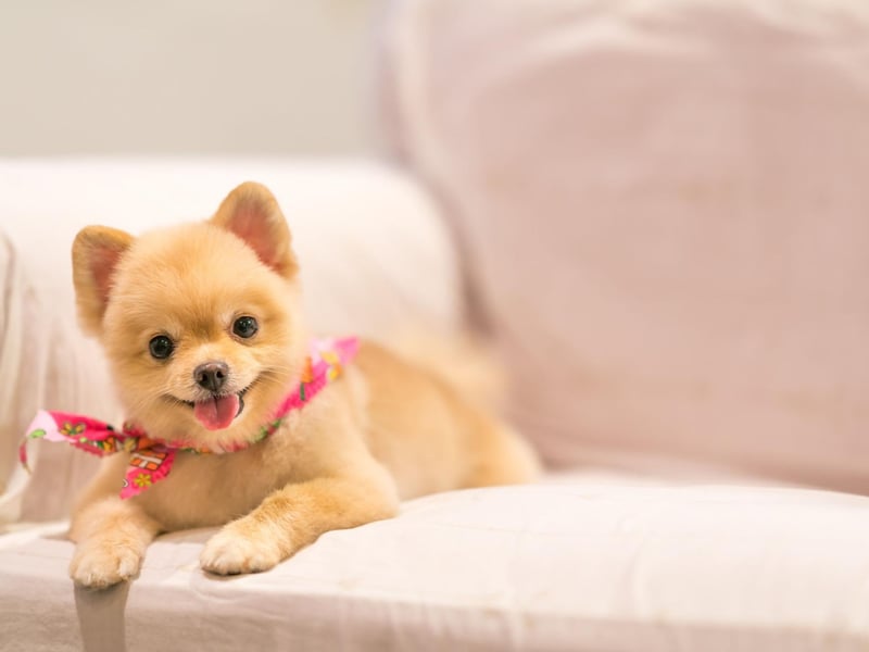 The trick with toilet training the Pomeranian is to assert your dominance early on - letting your pet know who the boss is. If you miss this narrow window of opportunity, well, you only have yourself to blame.
