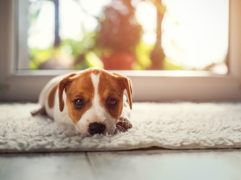 Another small breed targeted by criminals is the Jack Russell Terrier - with 107 thefts.
