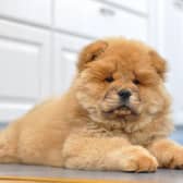 The name Chow Chow was a catch-all term for anything imported to Europe in the 18th century from the East - including dolls, curios, porcelain, and dogs. In China, the Chow Chow is called the 'Songshi Quan'.
