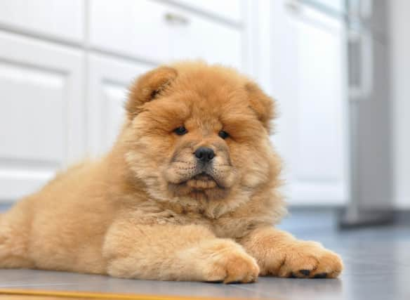 The name Chow Chow was a catch-all term for anything imported to Europe in the 18th century from the East - including dolls, curios, porcelain, and dogs. In China, the Chow Chow is called the 'Songshi Quan'.