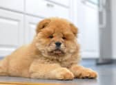 The name Chow Chow was a catch-all term for anything imported to Europe in the 18th century from the East - including dolls, curios, porcelain, and dogs. In China, the Chow Chow is called the 'Songshi Quan'.