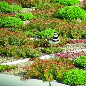 The 'living' green roof at Rowanbank Gardens