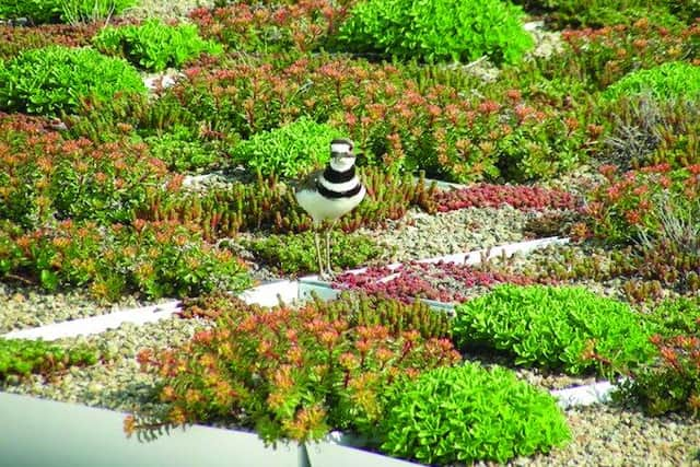 The 'living' green roof at Rowanbank Gardens