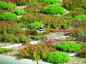 The 'living' green roof at Rowanbank Gardens