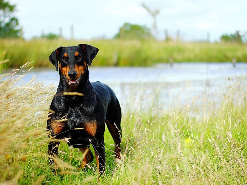 The Doberman Pinscher is a naturally fastidious and neat breed, so toilet training is something that they seem bred for. Most Dobermans will be house broken within a matter of days.