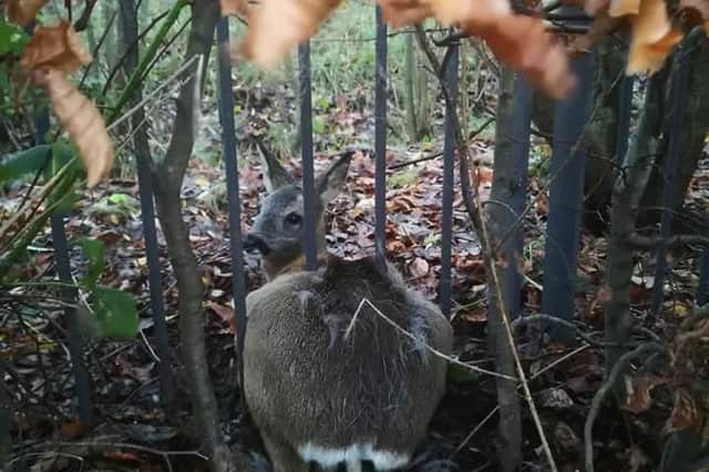 The deer pictured with its backside stuck in the fence at Clyde View Park, Renfrew (photo: SSPCA).