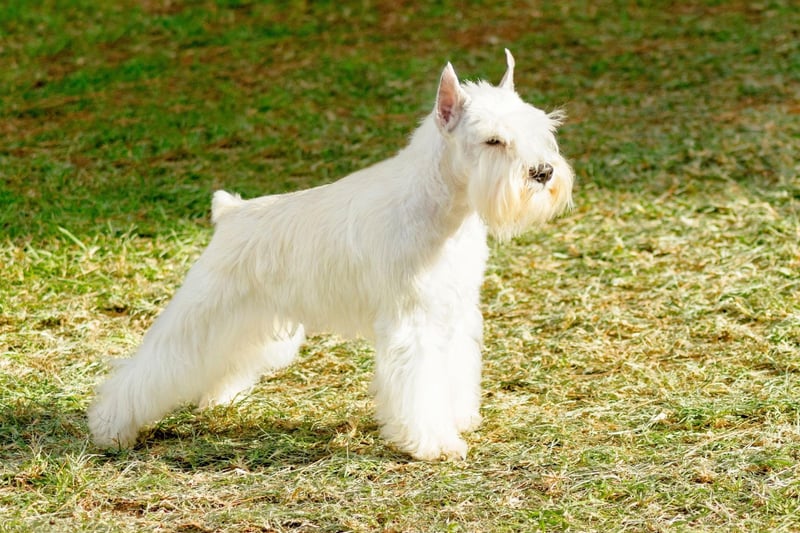 The Miniature Schnauzer's bushy beard may be incredibly cute, but it also served an important function. When matted together, they protected the dog from being bitten or scratched by the rats they were tasked with hunting.