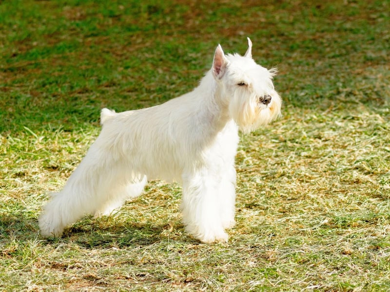 The Miniature Schnauzer's bushy beard may be incredibly cute, but it also served an important function. When matted together, they protected the dog from being bitten or scratched by the rats they were tasked with hunting.