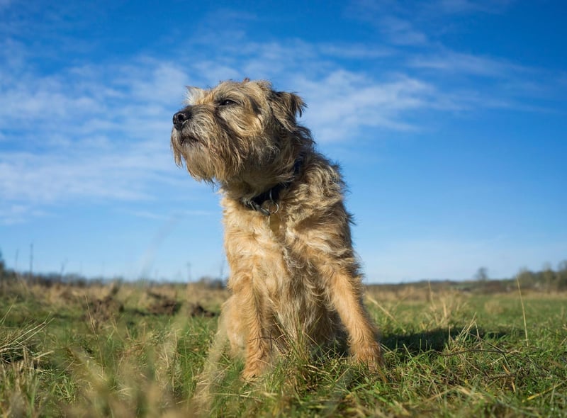The final podium place for Border Terrier names goes to Stanley. It's another Old English name meaning 'stony meadow'.