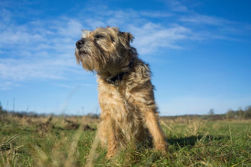 The final podium place for Border Terrier names goes to Stanley. It's another Old English name meaning 'stony meadow'.