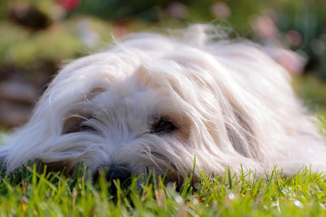 One way to prevent your dog from doing their business everywhere is to designate a specific place in your garden for this. Bring your dog to the spot to relieve themselves and then reward them with praise and treats. You can leave one of their toys in the area, so they know it's theirs.