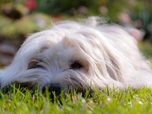 One way to prevent your dog from doing their business everywhere is to designate a specific place in your garden for this. Bring your dog to the spot to relieve themselves and then reward them with praise and treats. You can leave one of their toys in the area, so they know it's theirs.