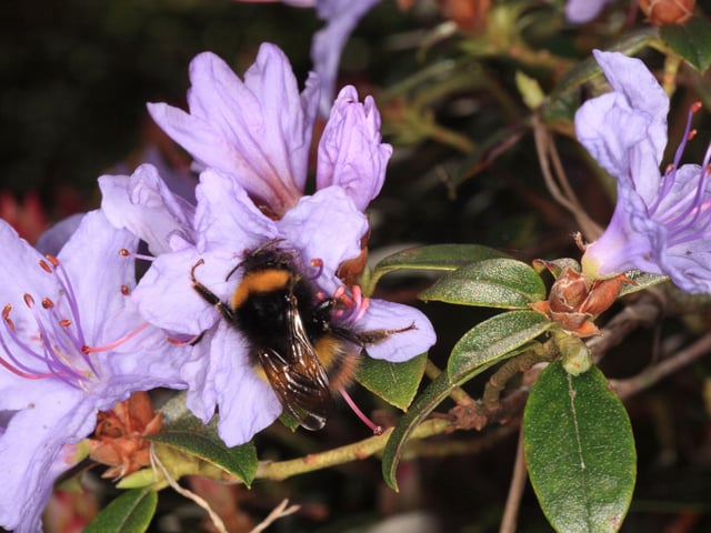 Many species of bee like to stay hidden away until the warmer summer months but, as the name would suggest, the Early Bumblebee is on the wing as early as April, with the queens emerging first, followed by the female workers and finally the males.