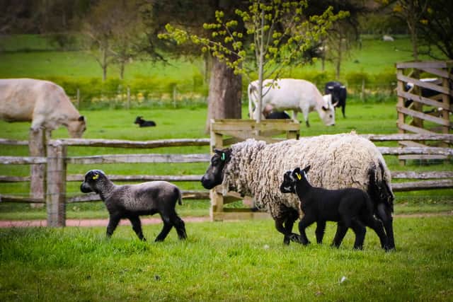 Lambs and sheep on Home Farm at Dumfries House.