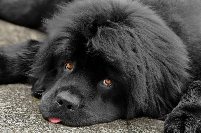 The Newfoundland is another dog whose huge size can cause hip problems. Over-exercising a dog, allowing them to jump from excessive heights and skidding on slippery surfaces are all factors that can aggravate hip dysplasia.