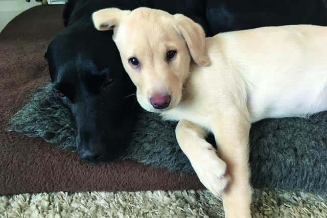 Lockdown superstars Olive and Mabel have a wee lie down after breaking the internet