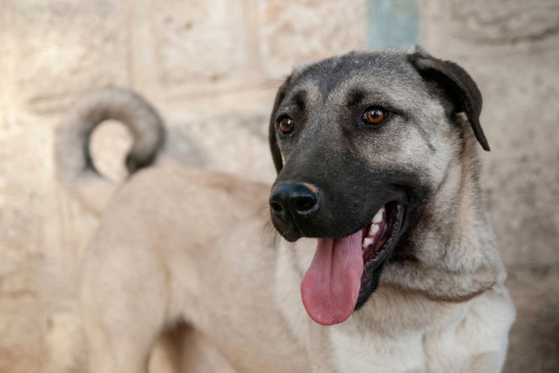 Another dog with a powerful bite, the Kangal is used in its native Turkey as a guardian dog and they are utterly fearless.