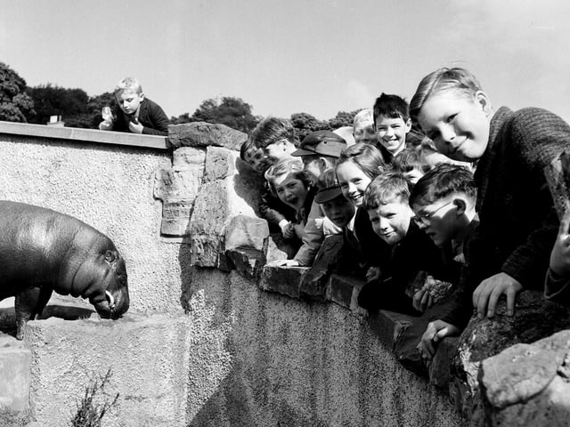 A group of pupils from Albert Primary School visiting the hippo enclosure in Spetember 1963.