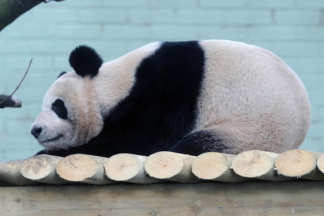 Tian Tian  the female Panda pictured in her enclosure at Edinburgh Zoo in 2012.  Pic Ian Rutherford