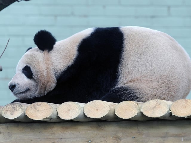 Tian Tian  the female Panda pictured in her enclosure at Edinburgh Zoo in 2012.  Pic Ian Rutherford