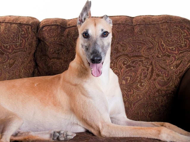 The Greyhound is the only dog breed mentioned in the KIng James Bible, named as one of the "four things stately" in Proverbs 30:29–31.