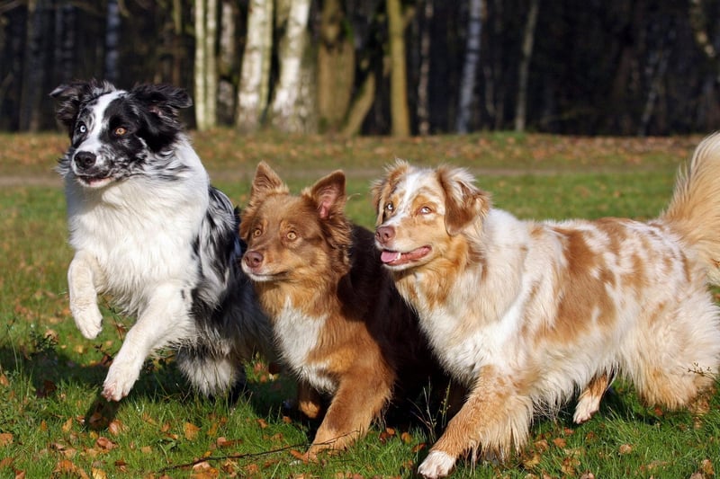Another herding dog that Brits have taken to their hearts in the last 25 years is the Australian Shepherd, with registrations up 697 per cent.