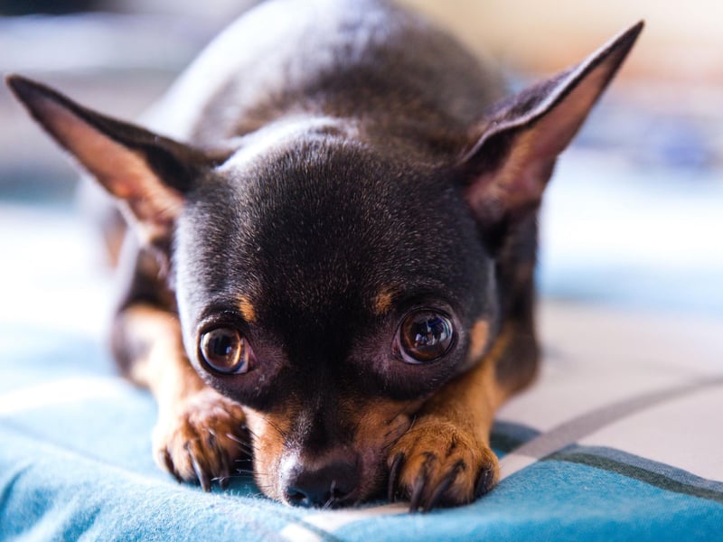 The world's smallest dog, there are two different types of Chihuahua. The Smooth Coat Chihuahua is the most popular, with 1,769 registrations in 2021, up from 1,508 the year before.