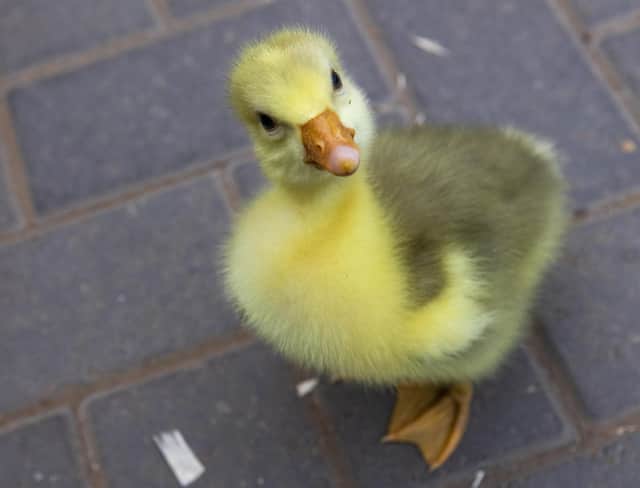 Three-day-old Shetland gosling from West Lothian (Photo: Katielee Arrowsmith SWNS).