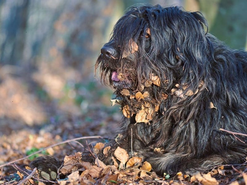 The striking Bergamasco Sheepdog is described by the American Kennel Club as being "bright, loyal, protective, and among the more calm dog breeds". Their showy coat needs surprisingly little grooming, so they are low maintenance too.