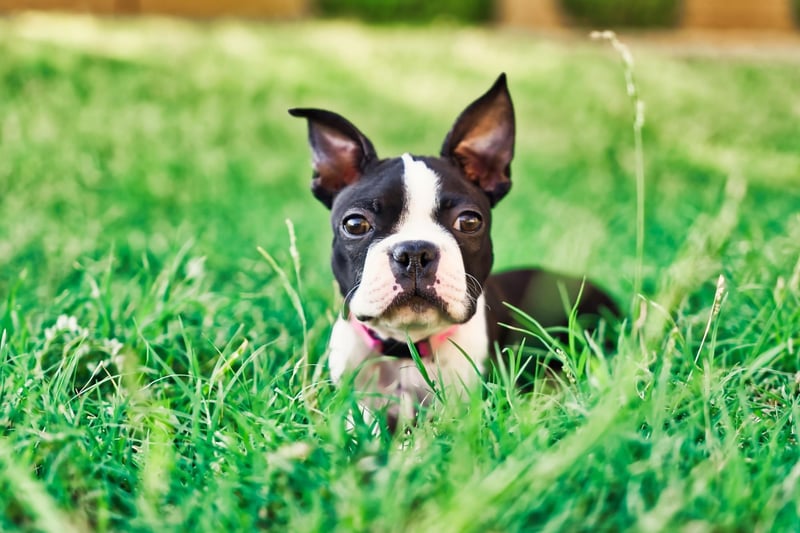 In 1921 a Boston Terrier called Stubby became the most decorated dog of the First World War. Sergeant Stubby was the first dog to be given a rank in the US army, possessed three service stripes, a wound stripe, and recieved the military Gold Medal. It's said he once caught a German soldier by the seat of his pants and held him until backup arrived.