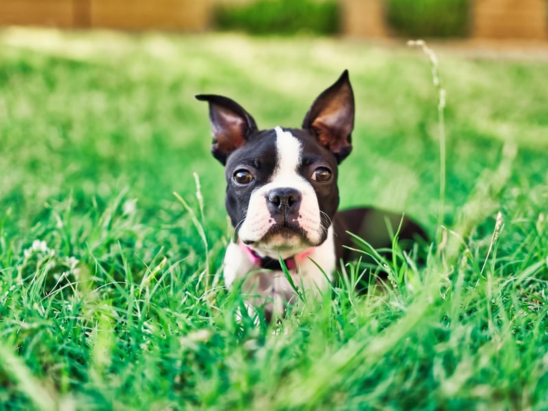 In 1921 a Boston Terrier called Stubby became the most decorated dog of the First World War. Sergeant Stubby was the first dog to be given a rank in the US army, possessed three service stripes, a wound stripe, and recieved the military Gold Medal. It's said he once caught a German soldier by the seat of his pants and held him until backup arrived.