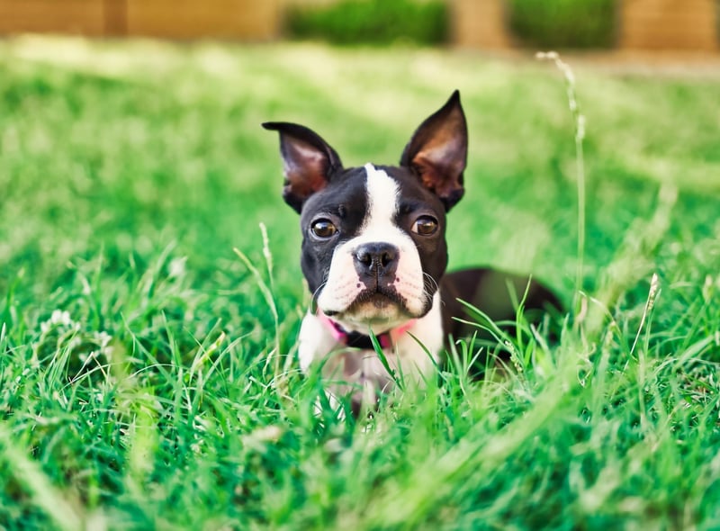 In 1921 a Boston Terrier called Stubby became the most decorated dog of the First World War. Sergeant Stubby was the first dog to be given a rank in the US army, possessed three service stripes, a wound stripe, and recieved the military Gold Medal. It's said he once caught a German soldier by the seat of his pants and held him until backup arrived.