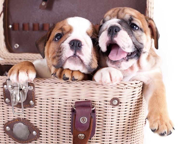 Boris is a name that's currently popular with Bulldog owners. It's a Slavic name meaning 'glory' or 'fame'.
