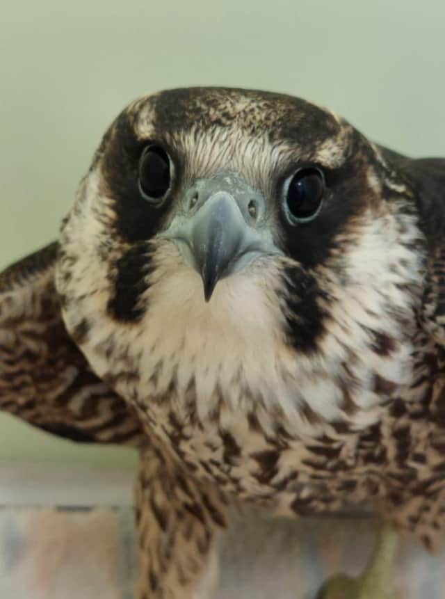 The peregrine falcon was shot over farmland in Fife.