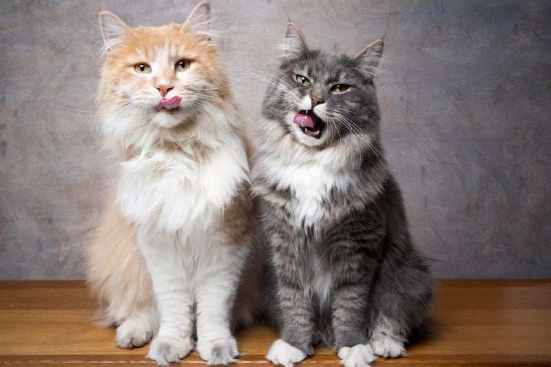 The gentle giant of the cat world is the gorgeous Maine Coon. This cat breed is one of the largest and fluffiest around.