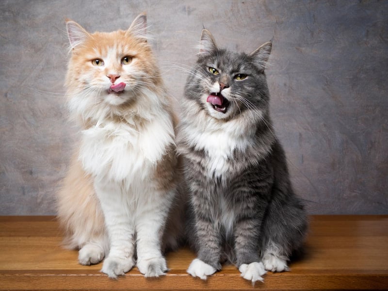 The gentle giant of the cat world is the gorgeous Maine Coon. This cat breed is one of the largest and fluffiest around.