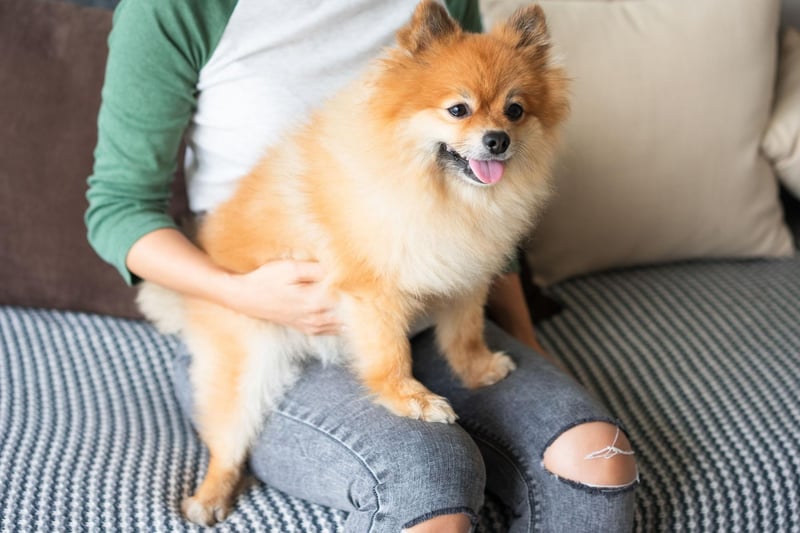 Rarely weighing more than seven pounds, you'd hardly notice the Pomeranian lying in your lap if it wasn't for it's long, luxurious fur that demands to be stroked.
