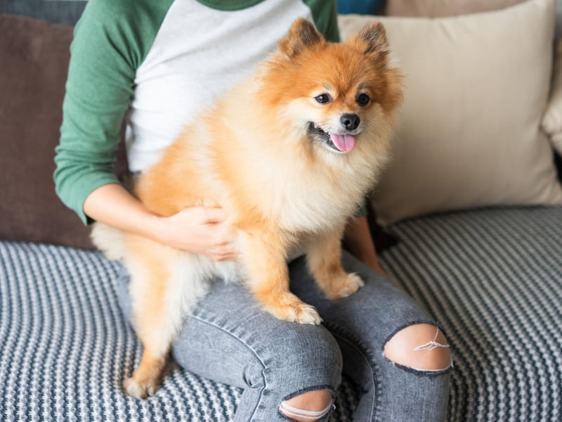Rarely weighing more than seven pounds, you'd hardly notice the Pomeranian lying in your lap if it wasn't for it's long, luxurious fur that demands to be stroked.