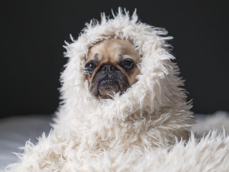 Pugs became even more popular in Britain during the nineteenth century when Queen Victoria developed a passion for pugs that she passed on to other members of the royal family.