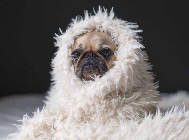 Pugs became even more popular in Britain during the nineteenth century when Queen Victoria developed a passion for pugs that she passed on to other members of the royal family.
