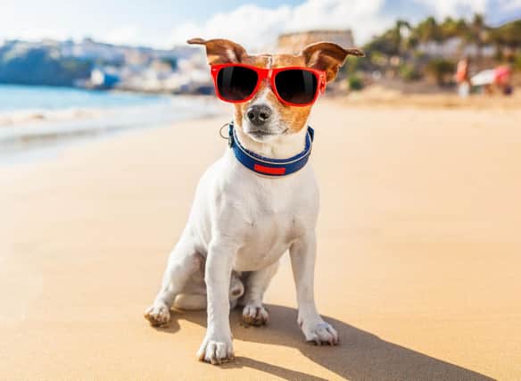 Some dog breeds are better suited to hot climates than others.