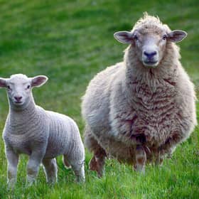 Loose dogs can cause distress to sheep