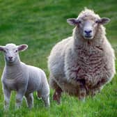 Loose dogs can cause distress to sheep