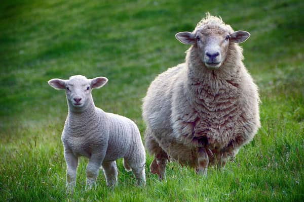 Loose dogs can cause distress to sheep