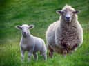 Loose dogs can cause distress to sheep