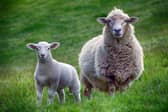 Loose dogs can cause distress to sheep