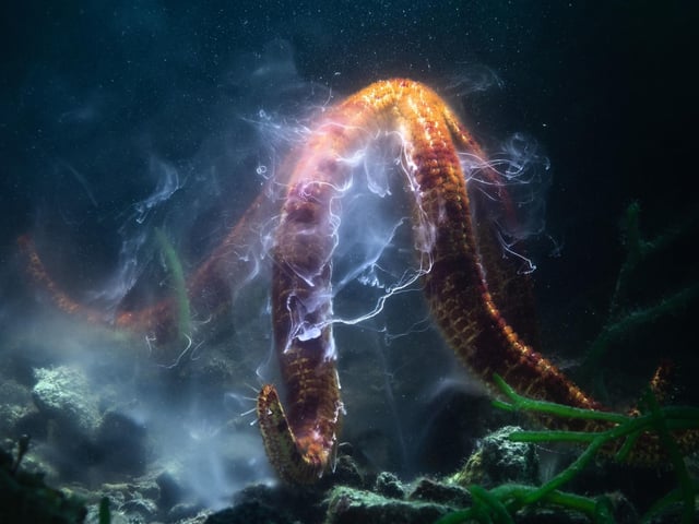 Shooting star by Tony Wu, winner of the Underwater category at the Wildlife Photographer of the Year competition. The “dancing” shape of the spawning sea star as it rises and sways may help release eggs and sperm, or help sweep the eggs and sperm into the currents where they fertilise together in the water.